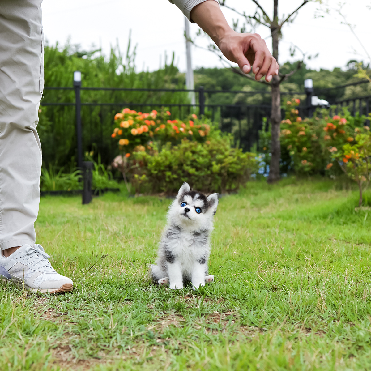 폼스키 [Pomsky]