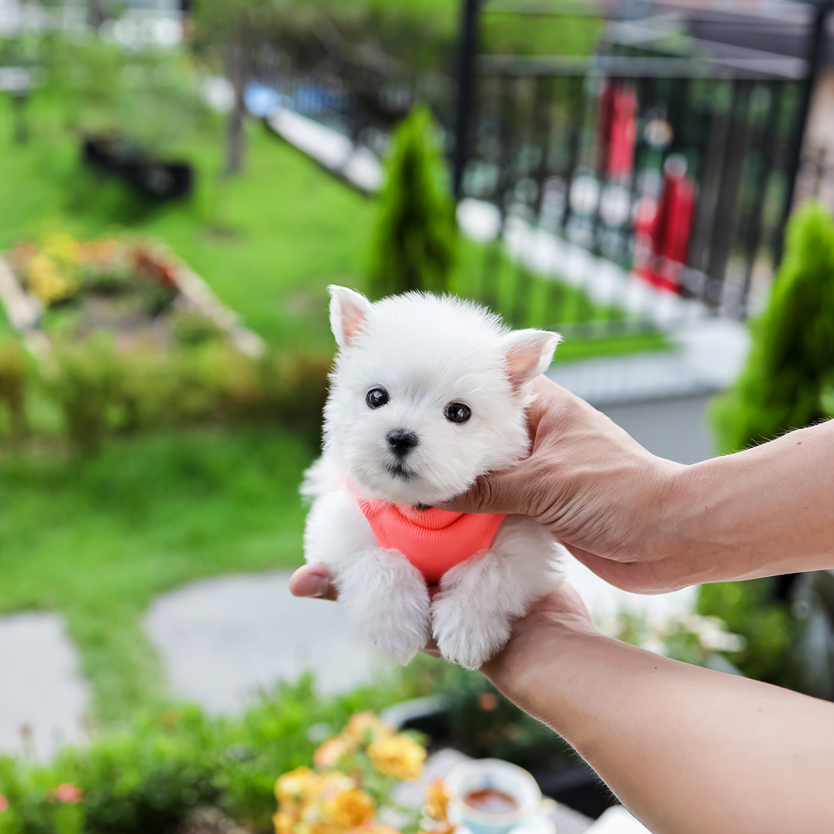 화이트테리어 [White Terrier]