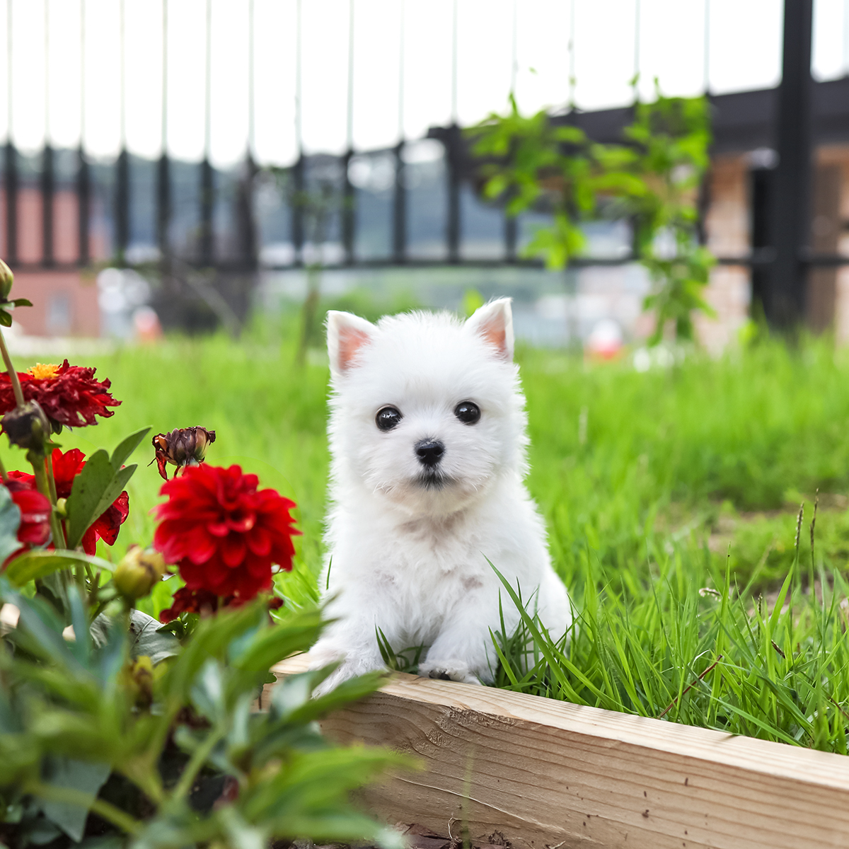 화이트테리어 [White Terrier]