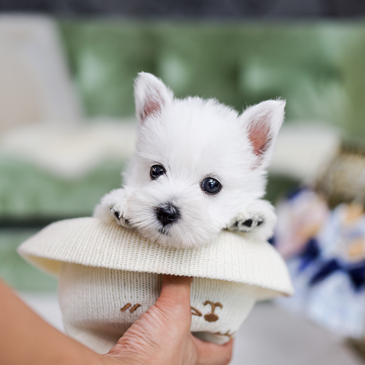 화이트테리어 [White Terrier]