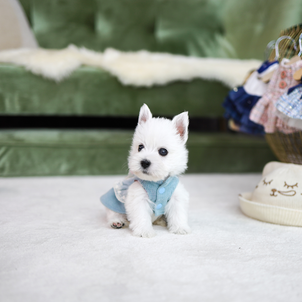 화이트테리어 [White Terrier]