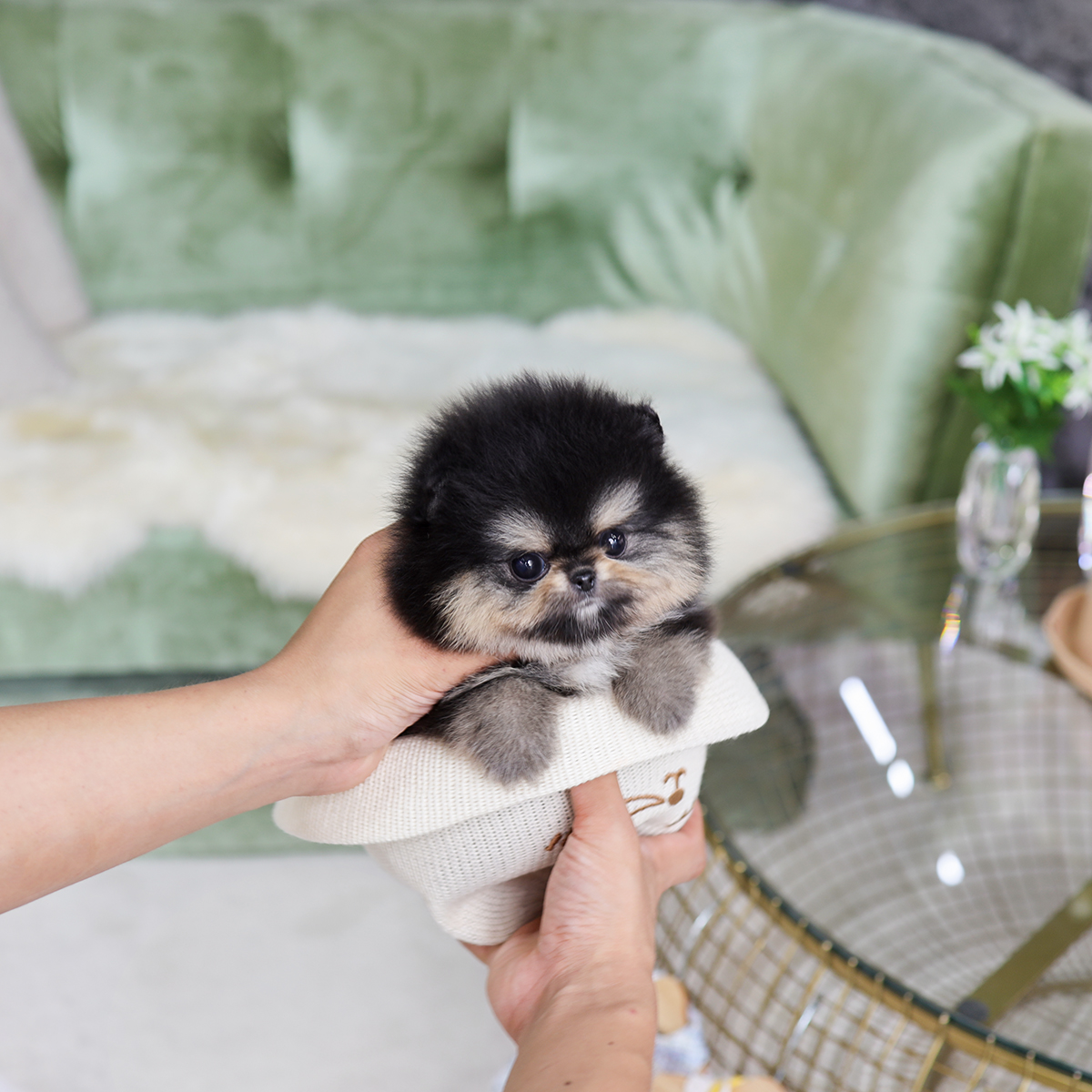 포메라니안 [Pomeranian]