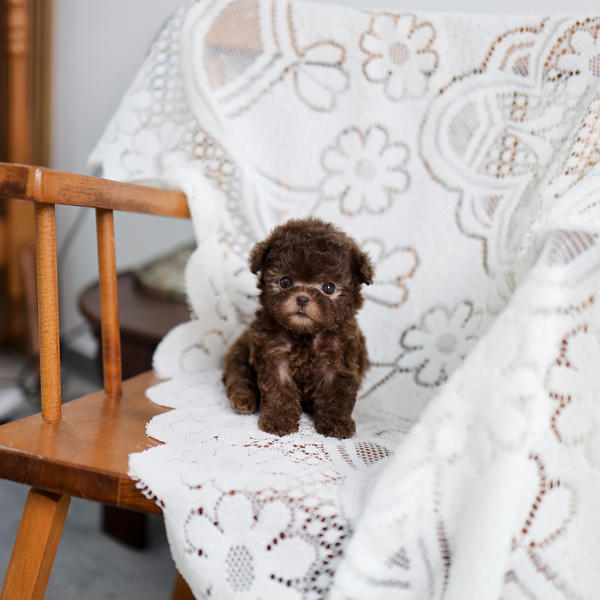 토이푸들[Teacup Poodle]