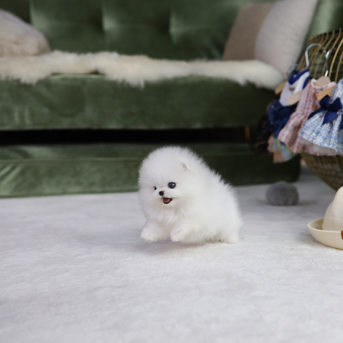 포메라니안(Pomeranian)