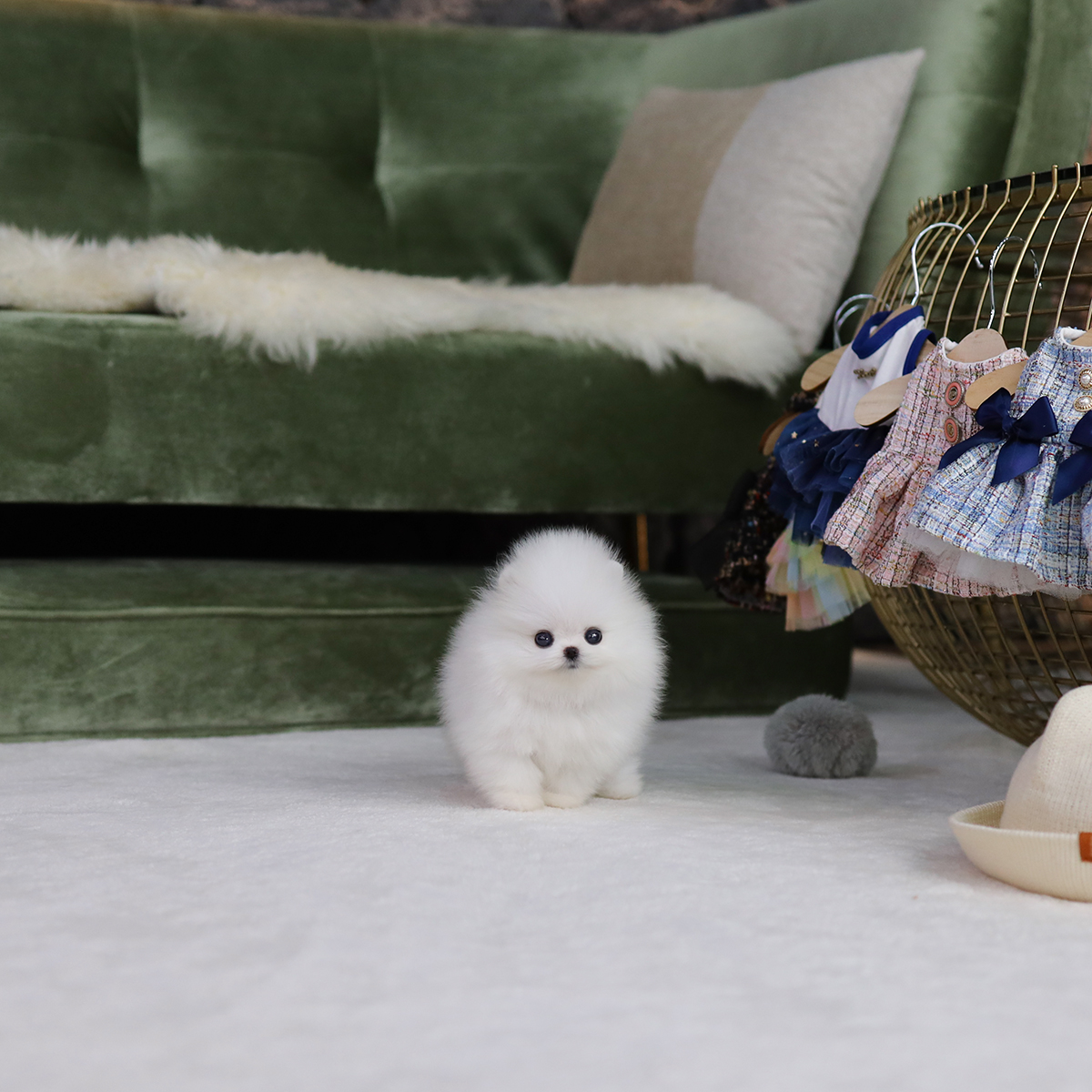 포메라니안(Pomeranian)