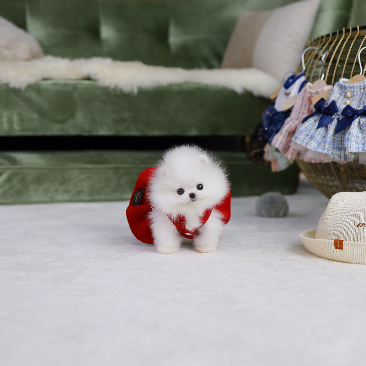 포메라니안(Pomeranian)