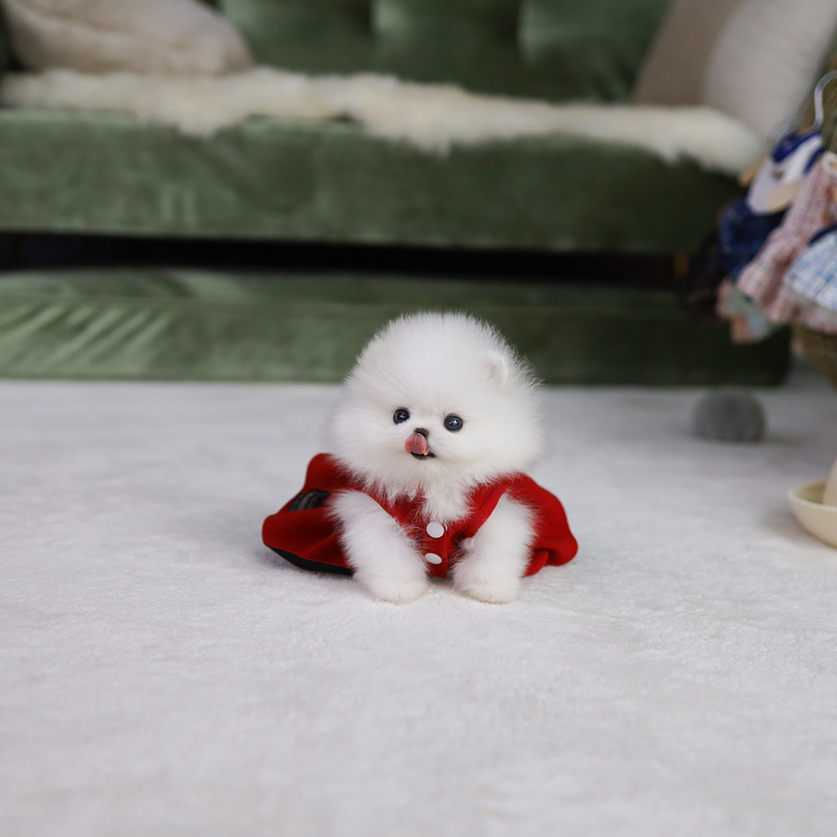 포메라니안(Pomeranian)