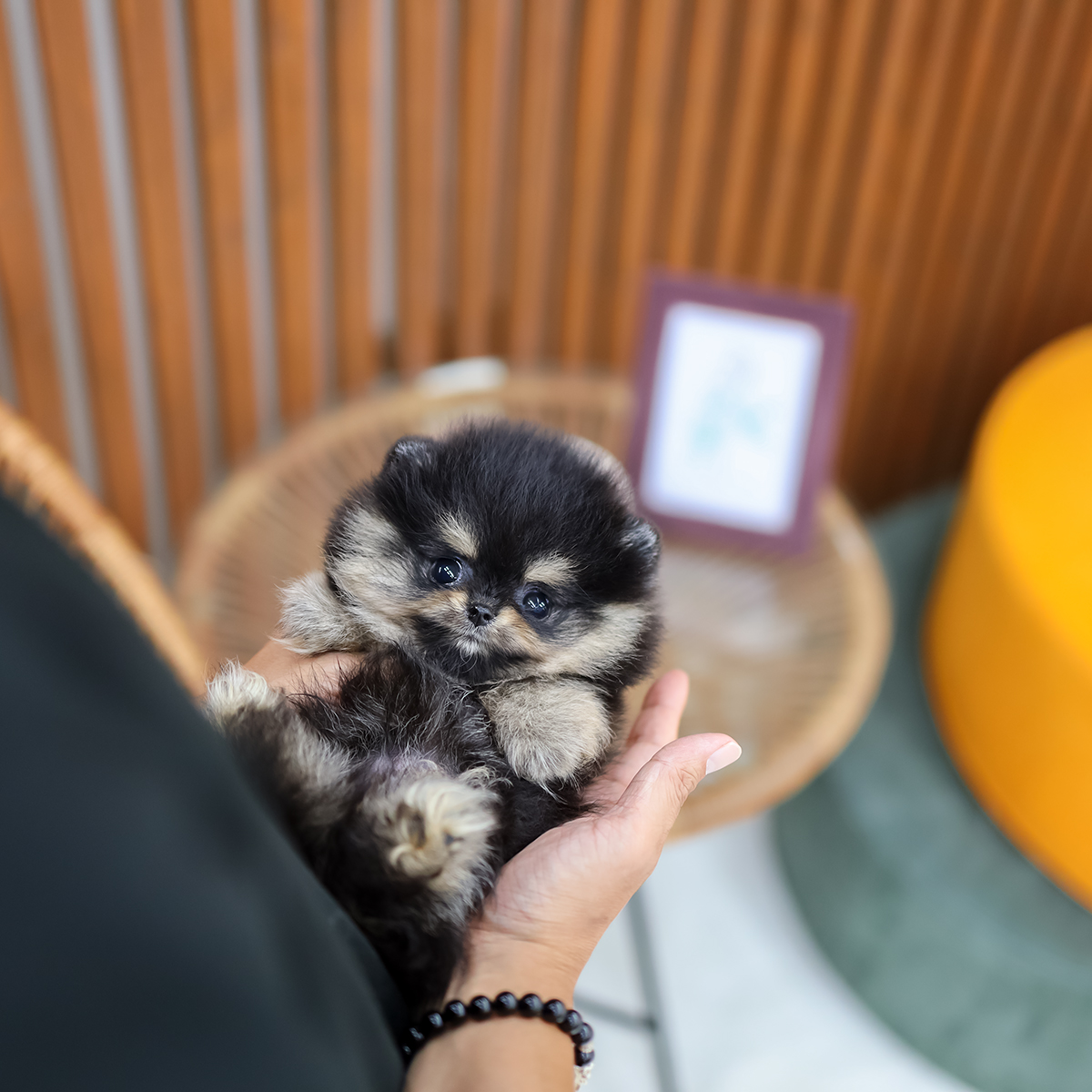 포메라니안(Pomeranian)