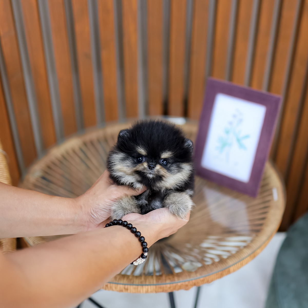 포메라니안(Pomeranian)