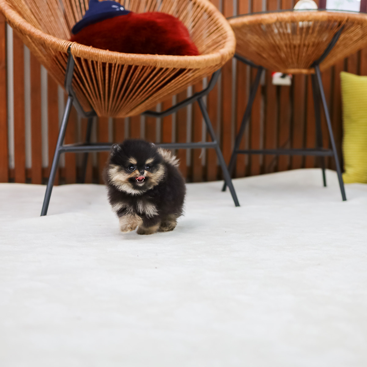 포메라니안(Pomeranian)