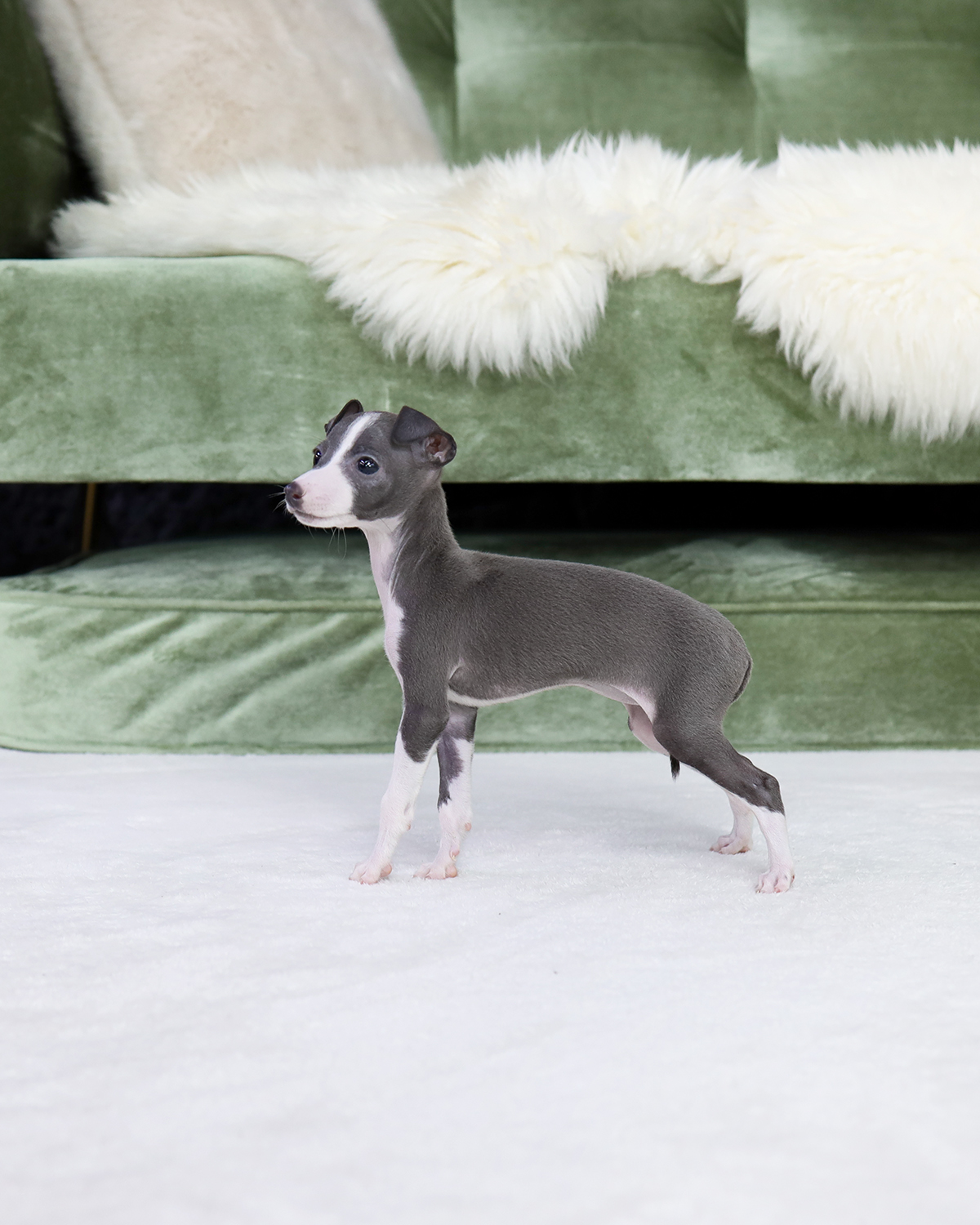 이탈리안그레이하운드(Italian Greyhound)