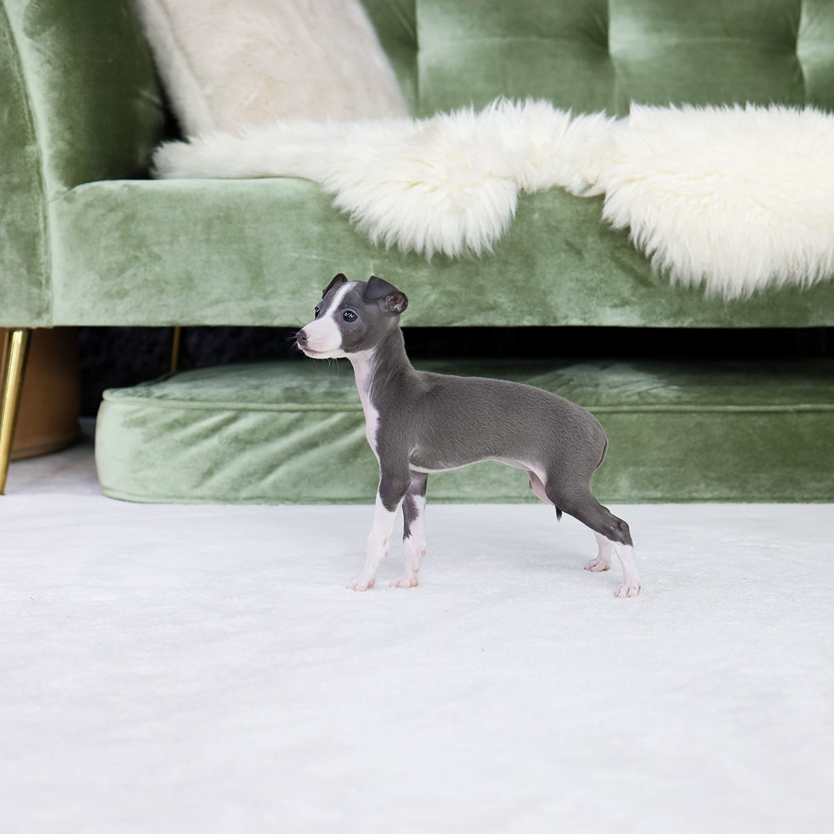 이탈리안그레이하운드(Italian Greyhound)