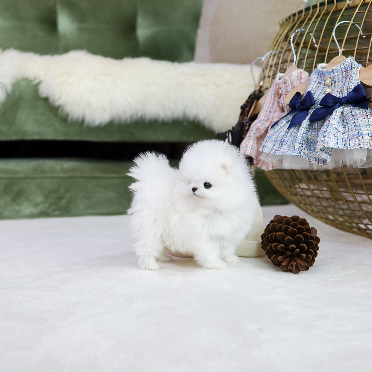 화이트포메라니안(White Pomeranian)