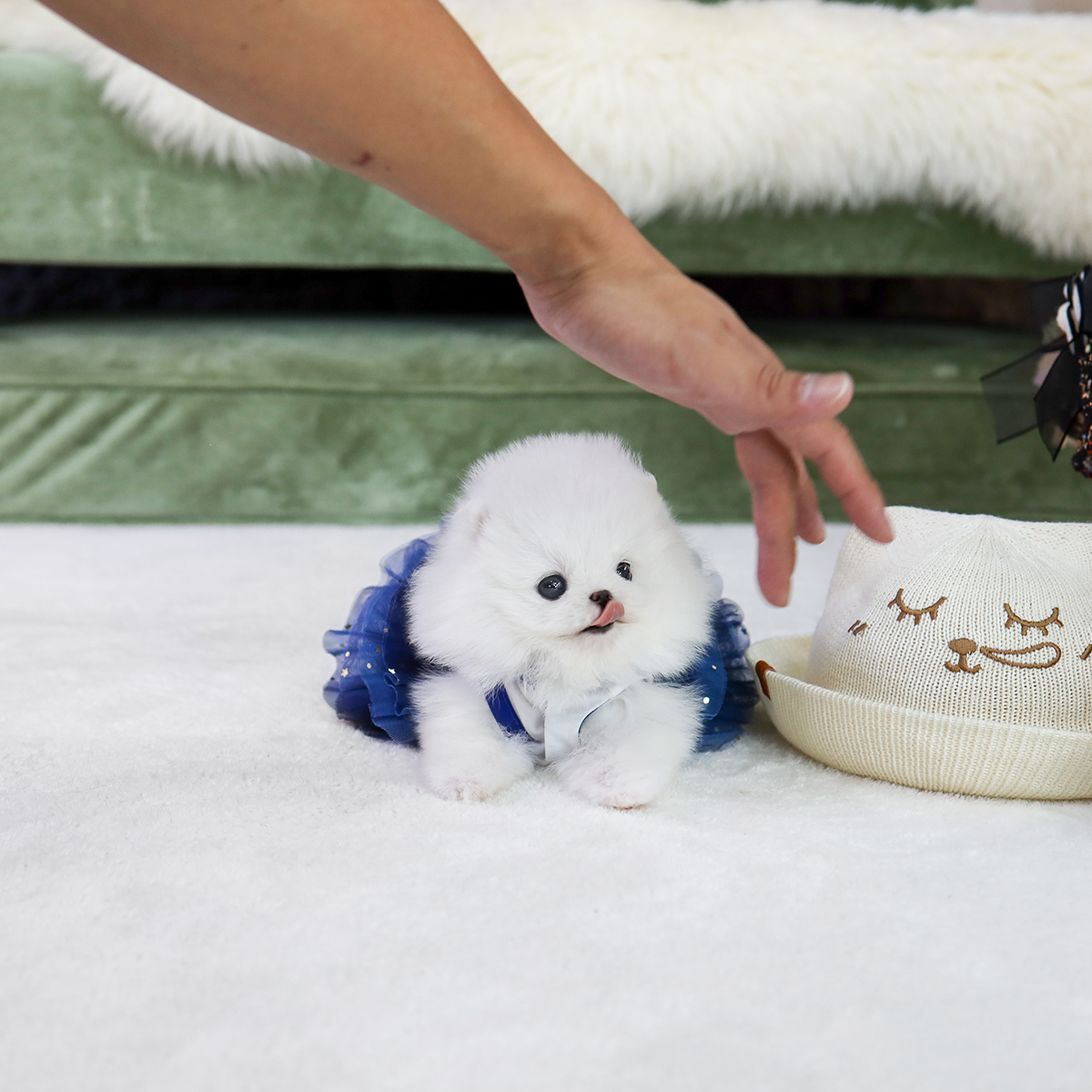 화이트포메라니안(White Pomeranian)