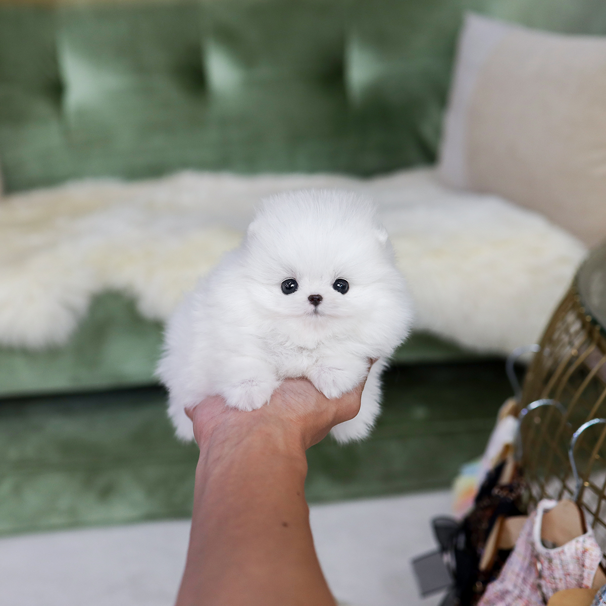 화이트포메라니안(White Pomeranian)