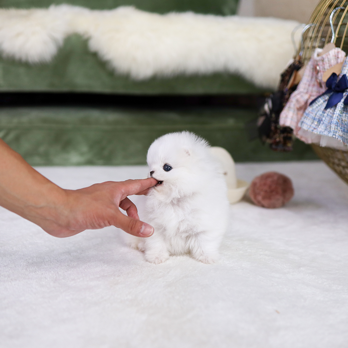 화이트포메라니안(White Pomeranian)