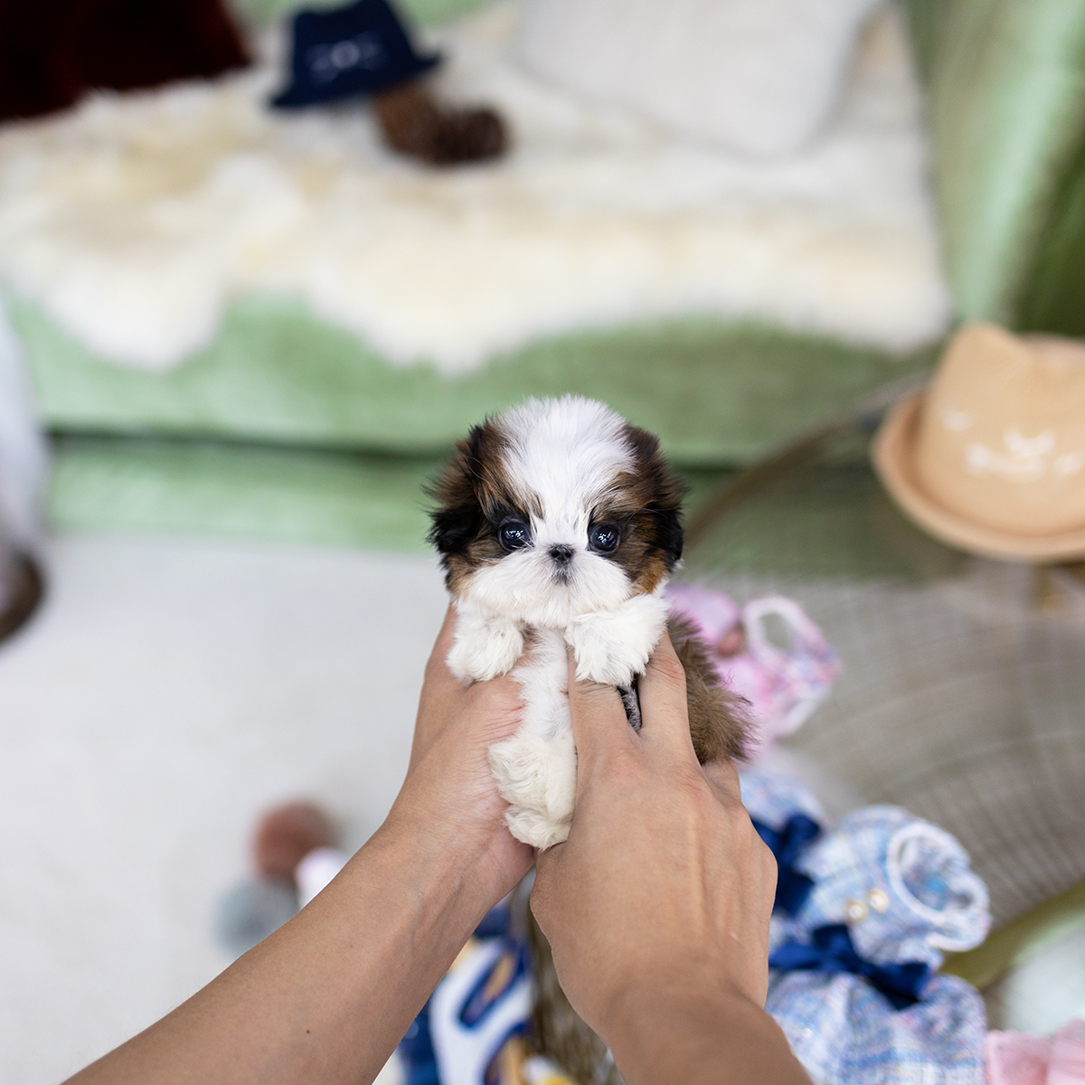 콩시츄 (Mini Shihtzu)