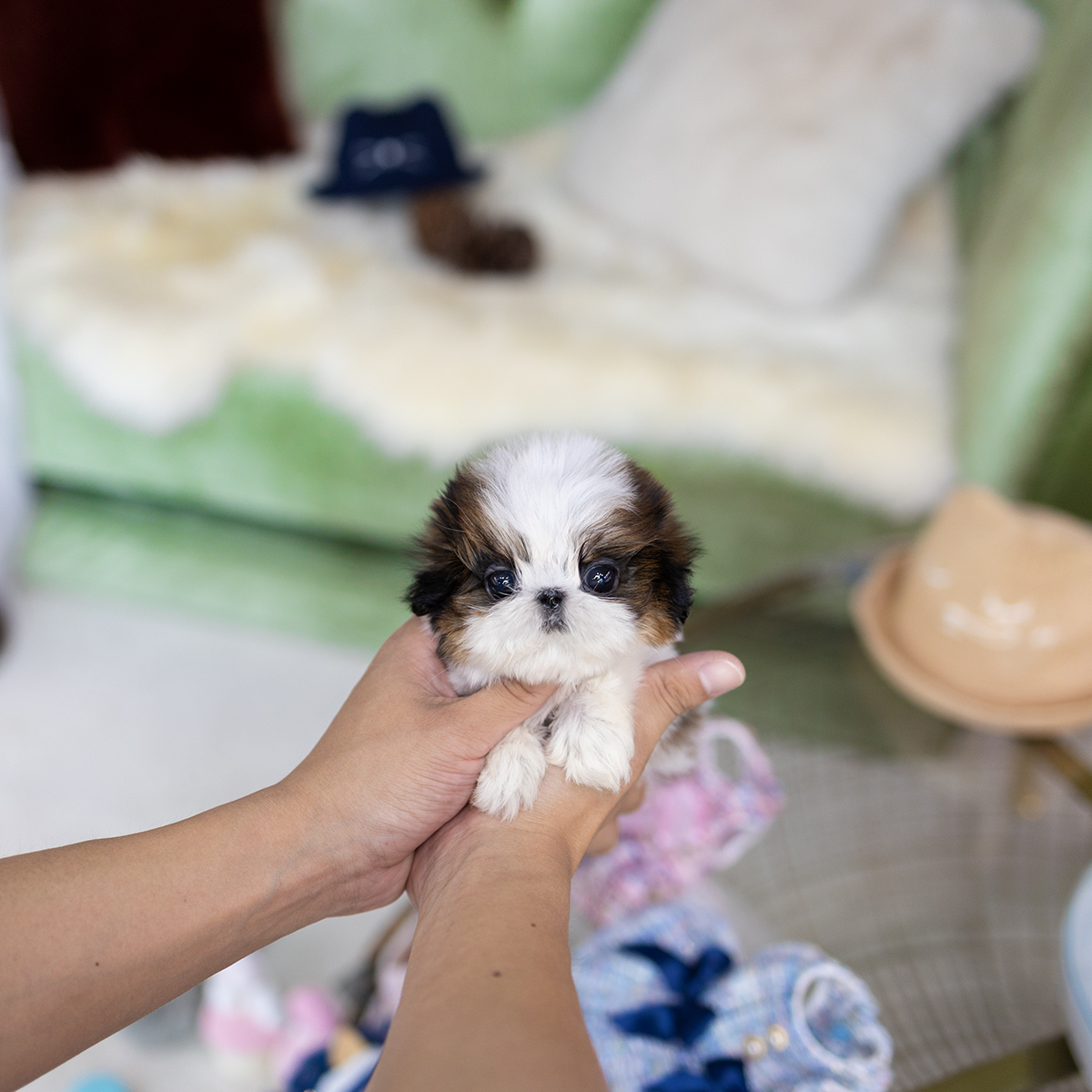 콩시츄 (Mini Shihtzu)