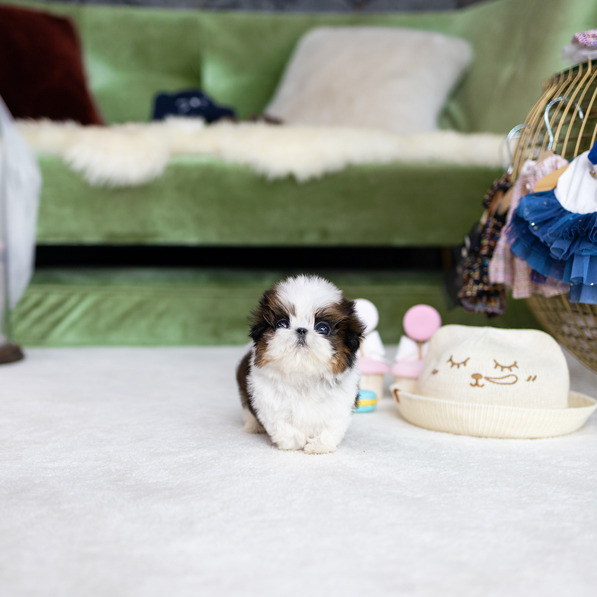 콩시츄 (Mini Shihtzu)