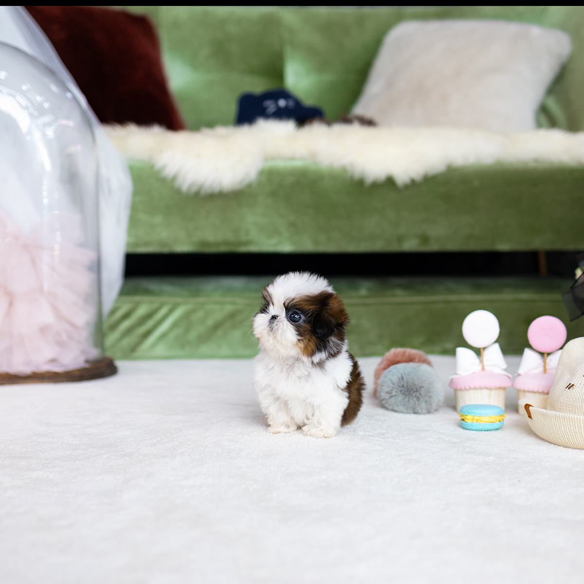 콩시츄 (Mini Shihtzu)