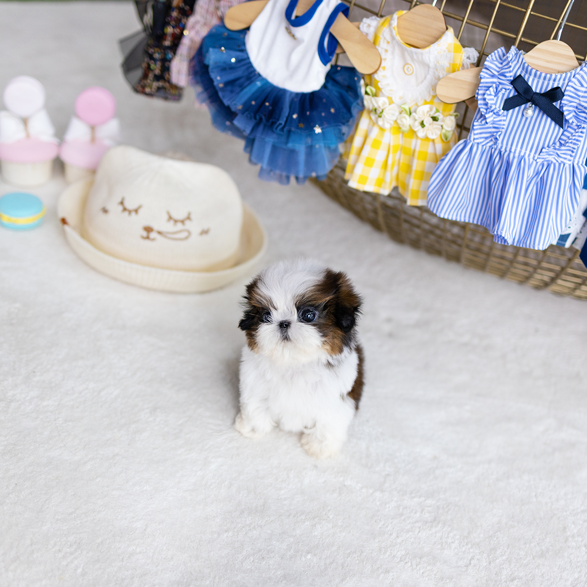 콩시츄 (Mini Shihtzu)