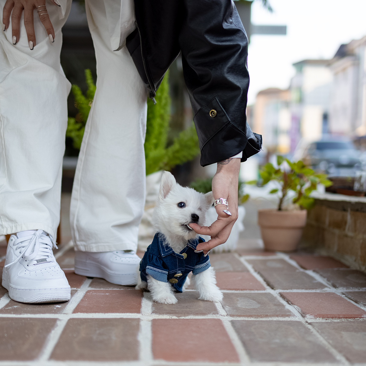 화이트테리어 (White Terrier)