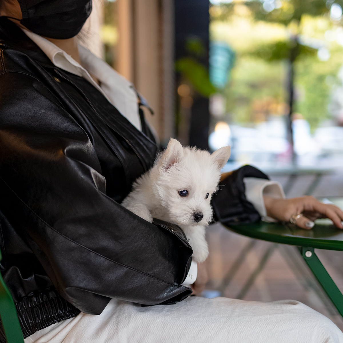 화이트테리어 (White Terrier)