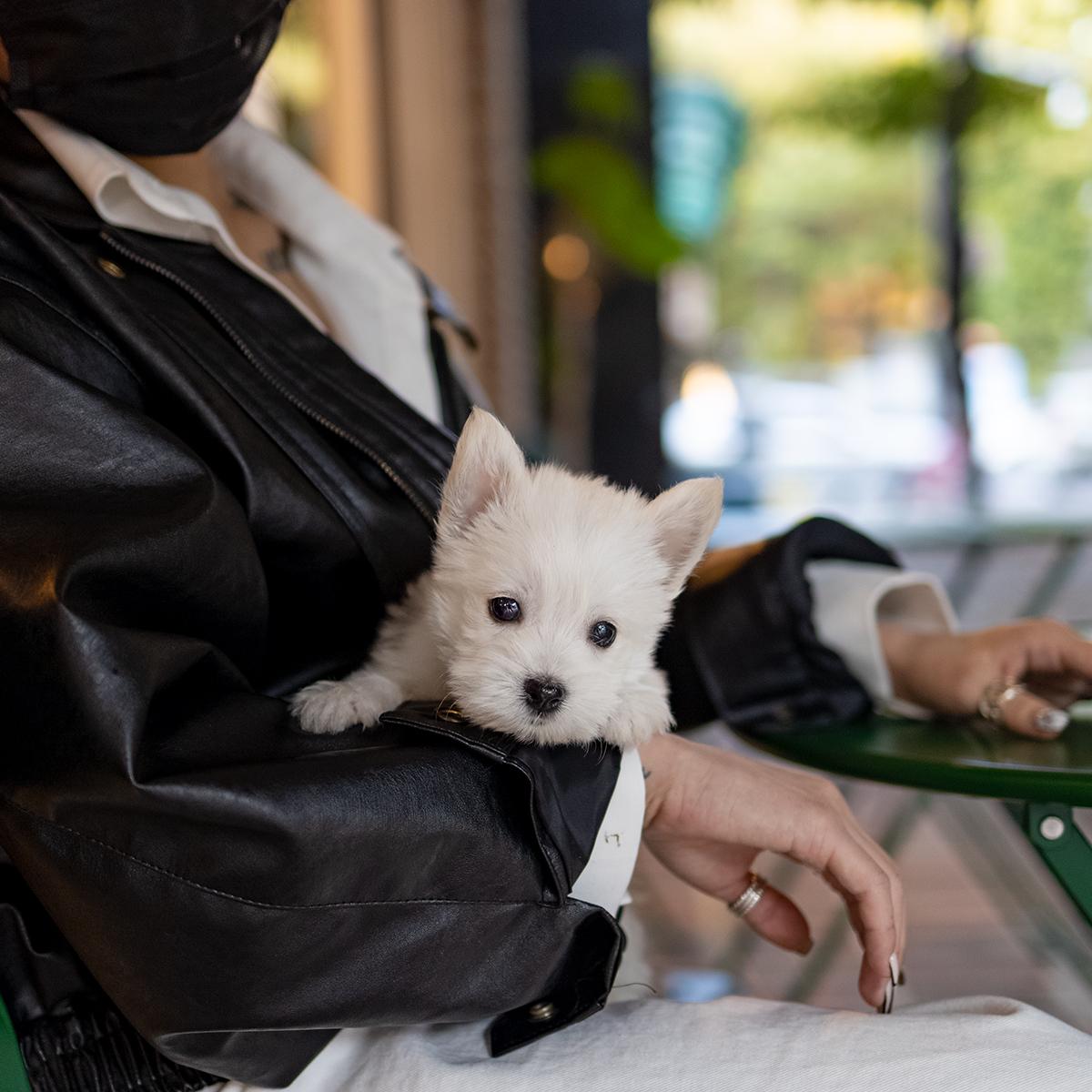 화이트테리어 (White Terrier)