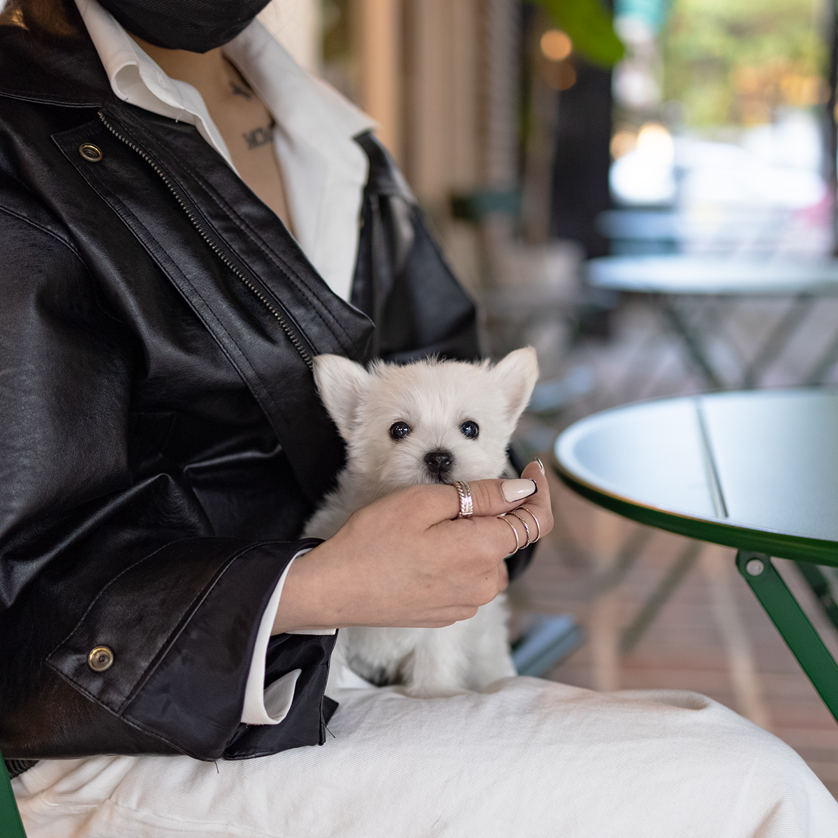 화이트테리어 (White Terrier)