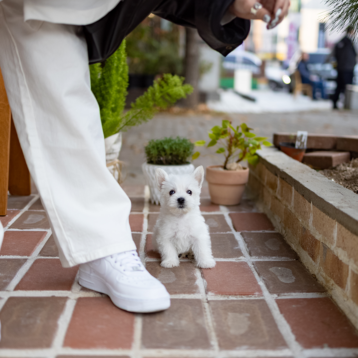 화이트테리어 (White Terrier)