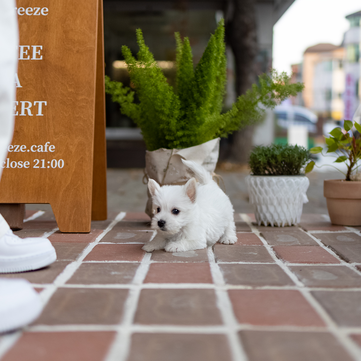 화이트테리어 (White Terrier)