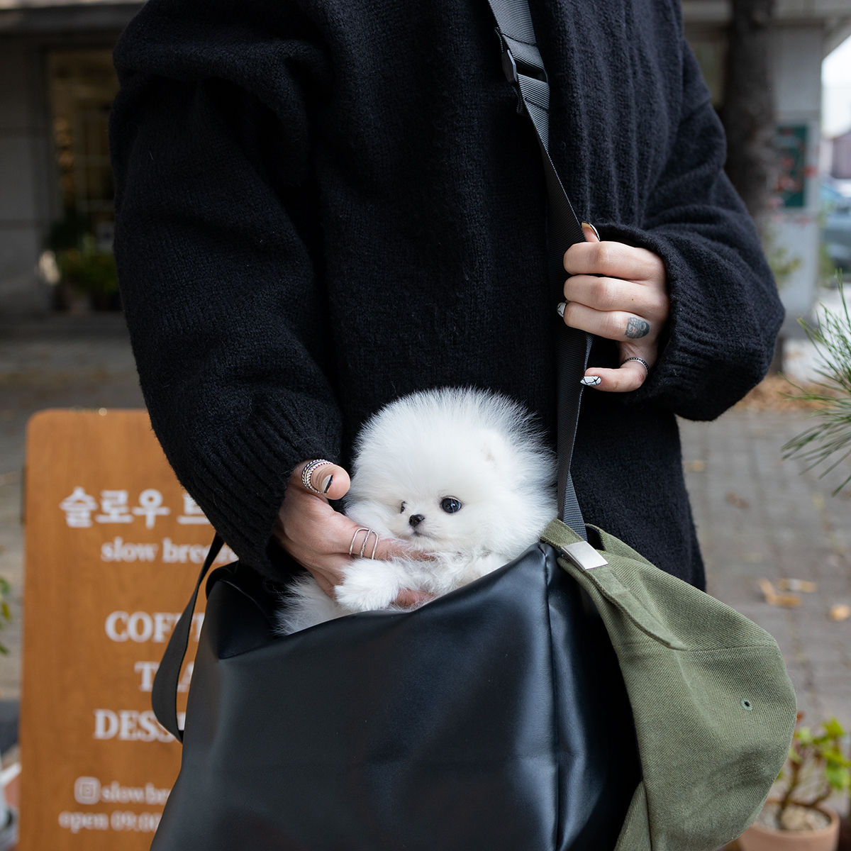 포메라니안 (Pomeranian)