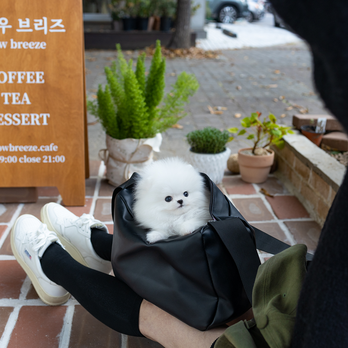 포메라니안 (Pomeranian)