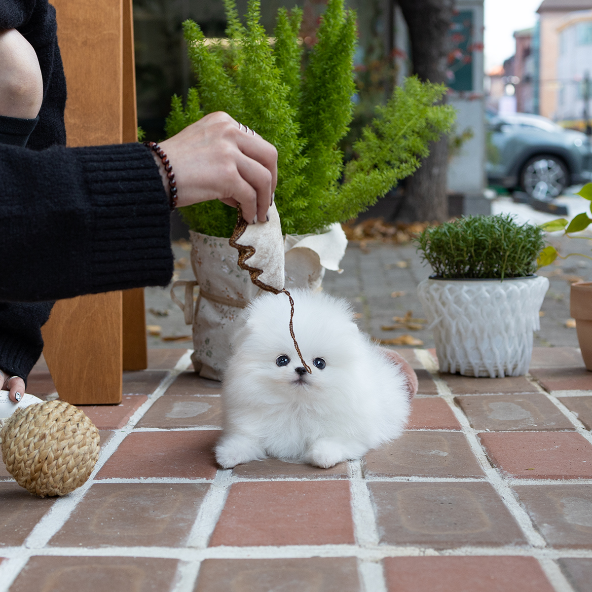 포메라니안 (Pomeranian)