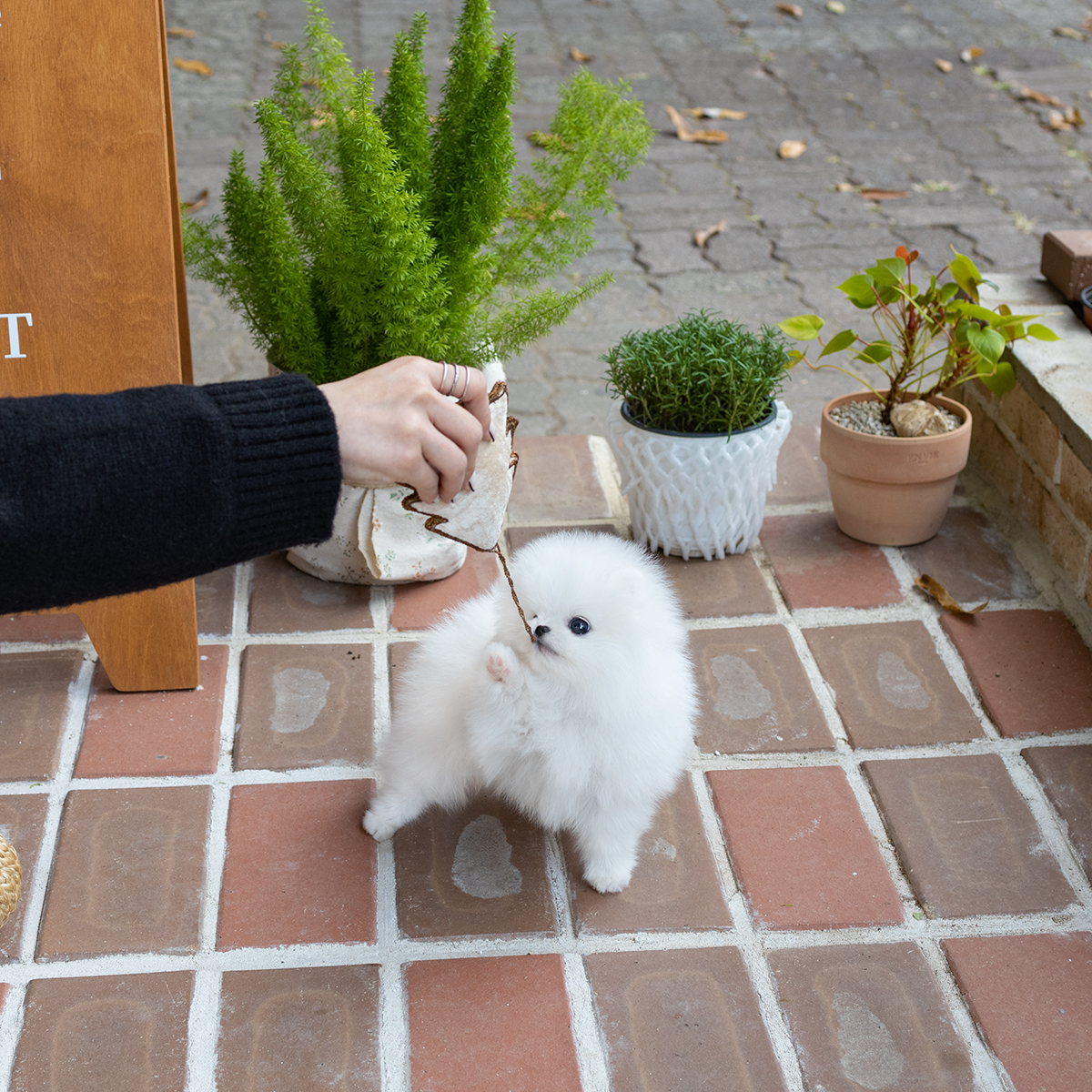 포메라니안 (Pomeranian)