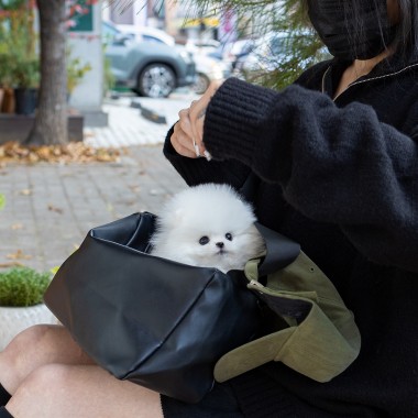 포메라니안 (Pomeranian)