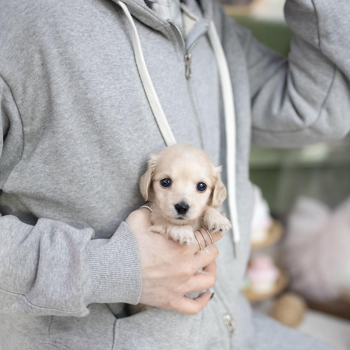 닥스훈트 (Dachshund)