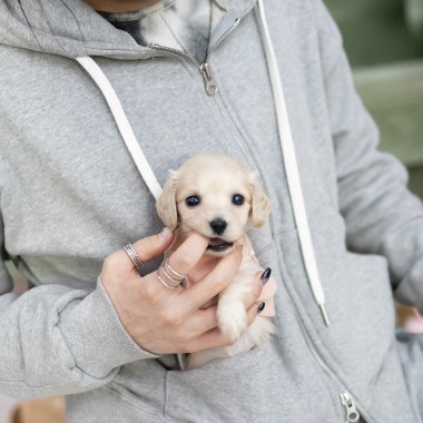 닥스훈트 (Dachshund)