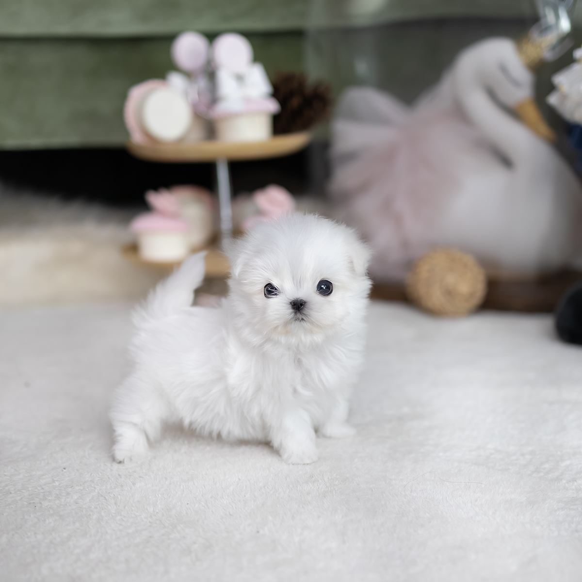 미니말티즈 (Mini Maltese)