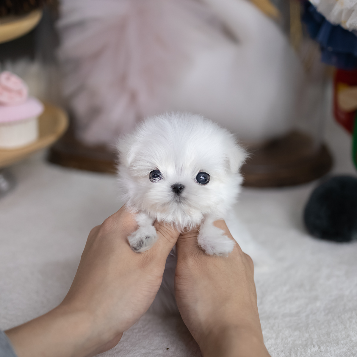 미니말티즈 (Mini Maltese)