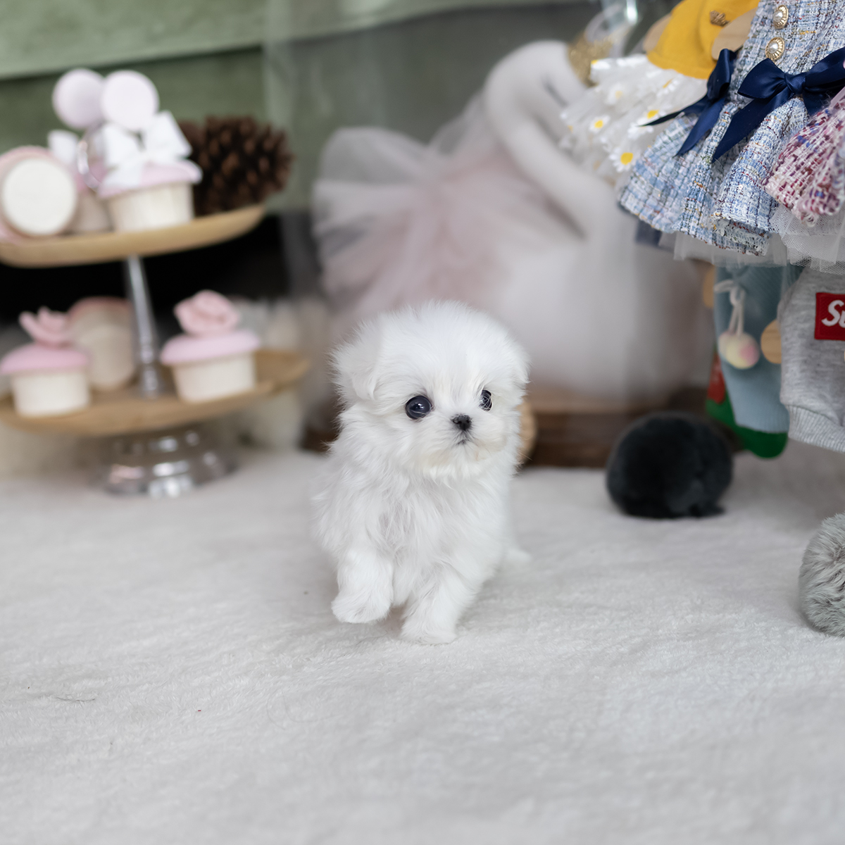 미니말티즈 (Mini Maltese)