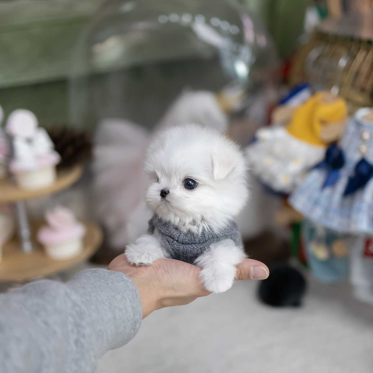 미니말티즈 (Mini Maltese)