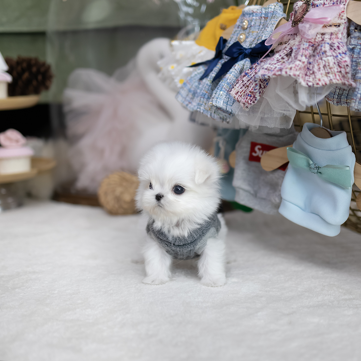 미니말티즈 (Mini Maltese)