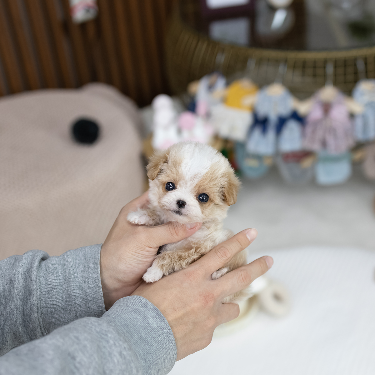 말티푸(Maltipoo)