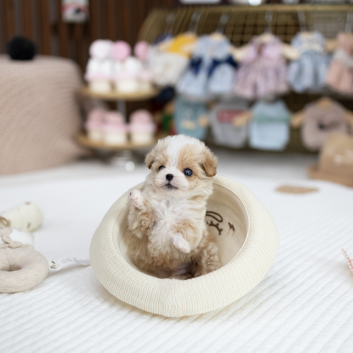 말티푸(Maltipoo)