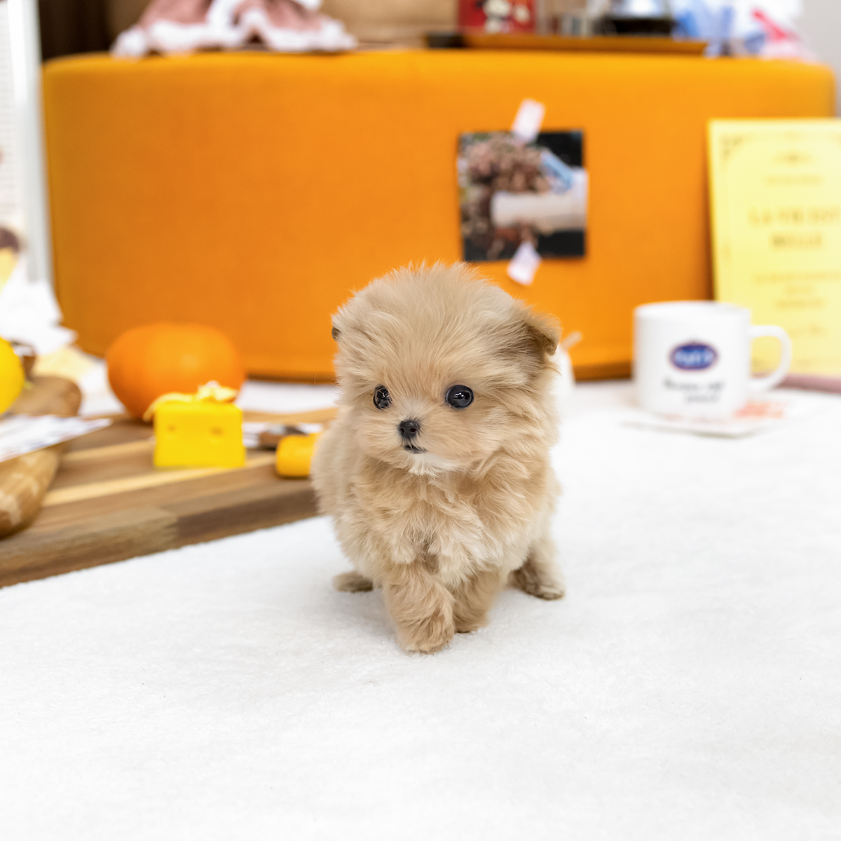 말티푸(Maltipoo)