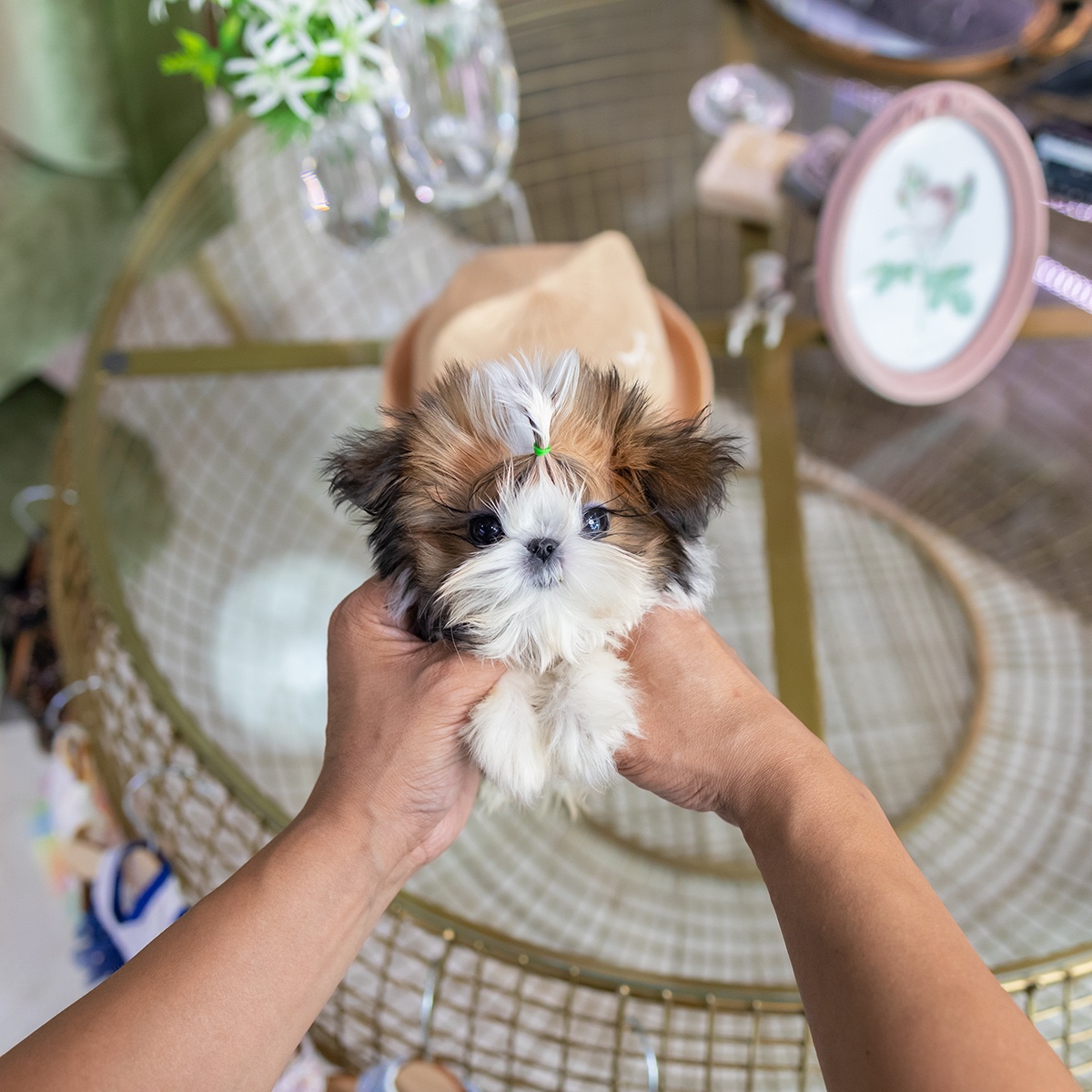 콩시츄(Mini Shih Tzu)