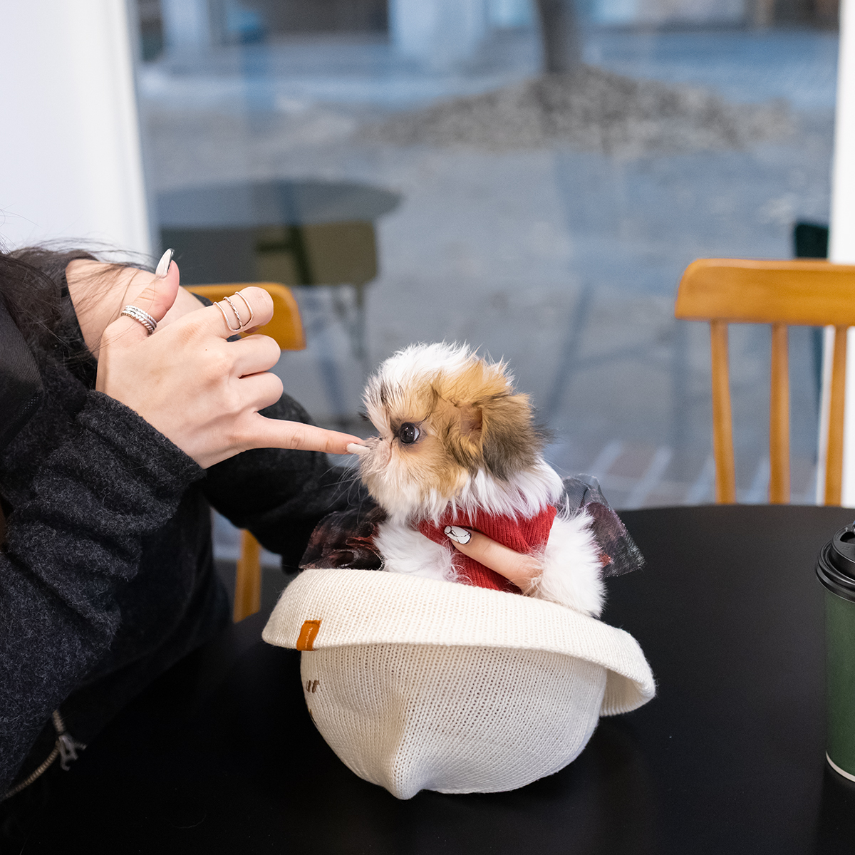 콩시츄(Mini Shih Tzu)