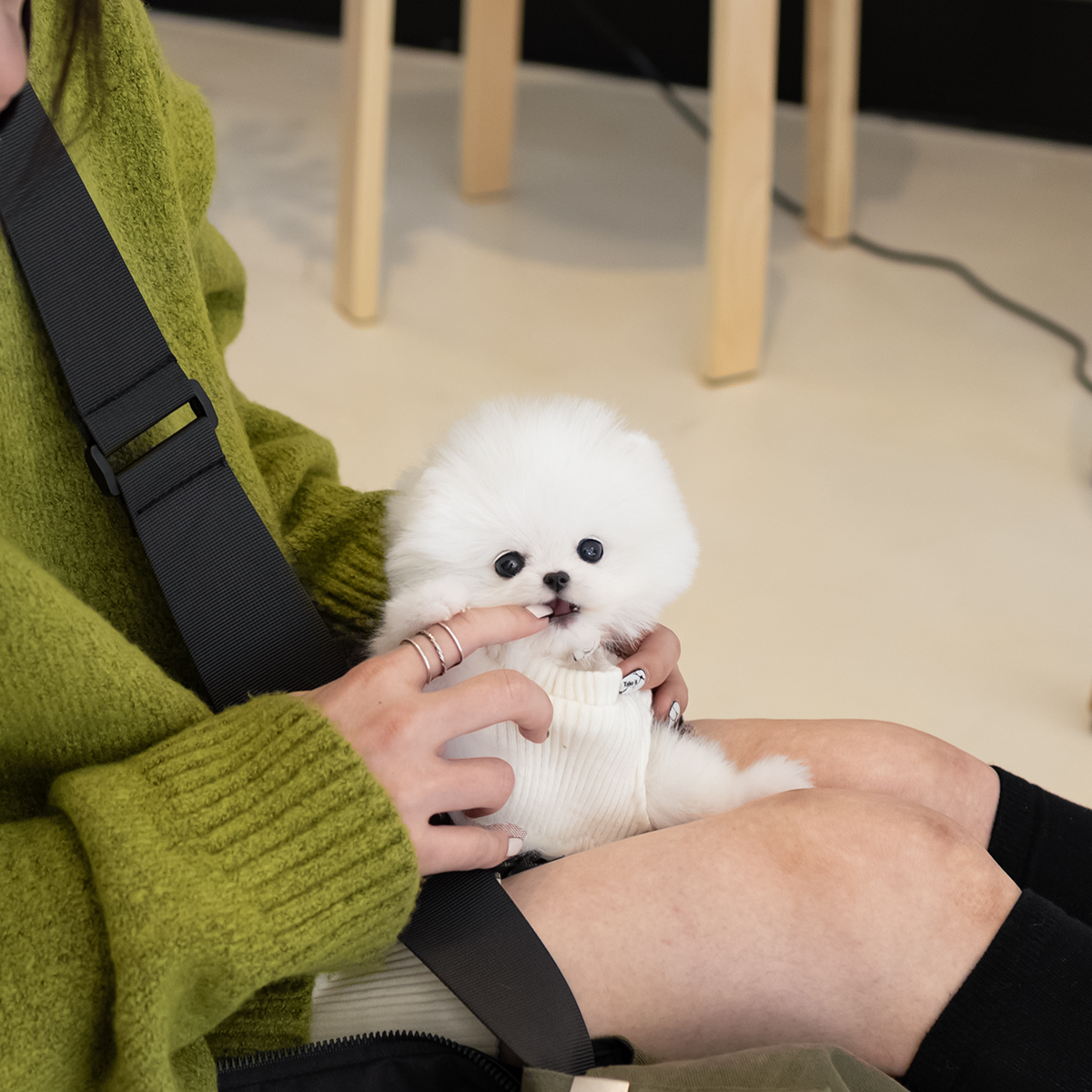 포메라니안(Pomeranian)