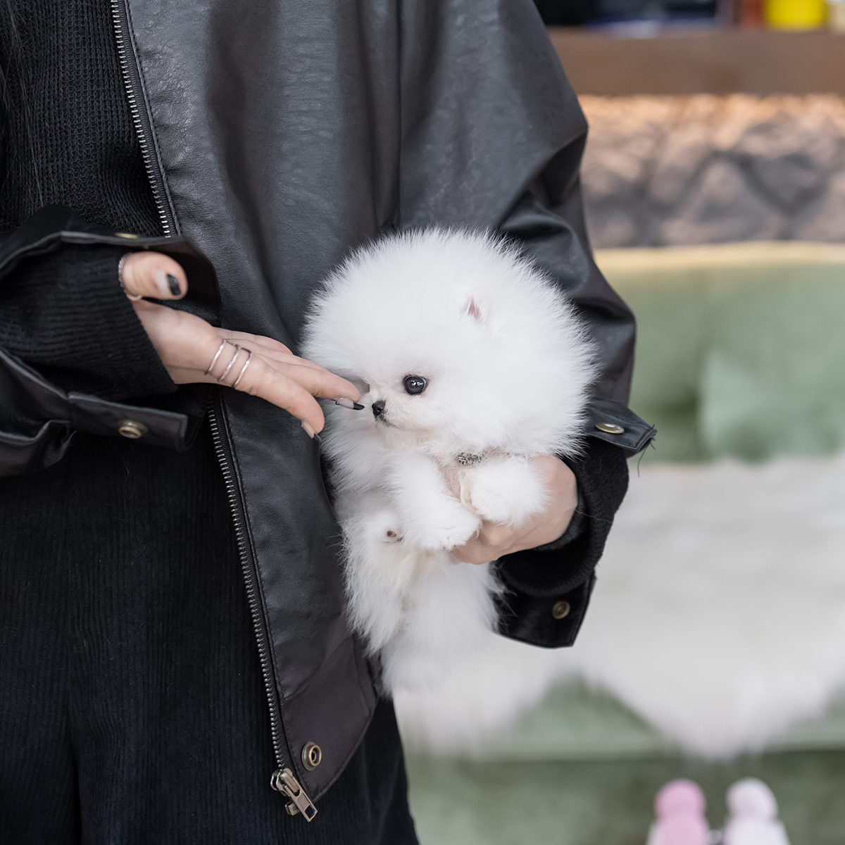 포메라니안(Pomeranian)